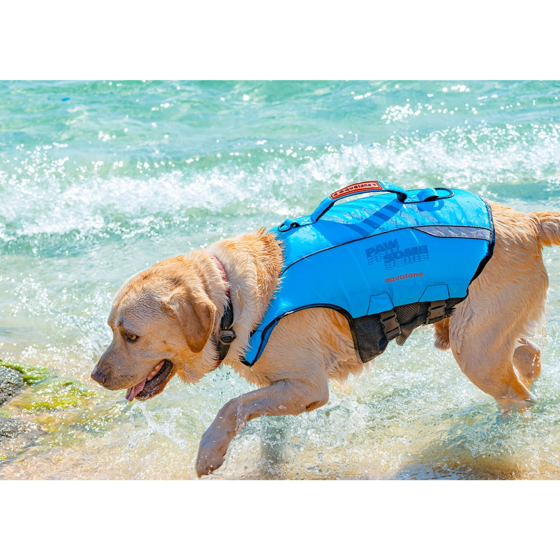 Aquatone Pawsome Hunde Schwimmweste mit Griff blau